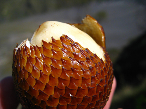 من غرائب الفواكه : فاكهة الثعبان في إندونيسيا